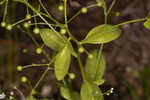 Seaside brookweed <BR>Water pimpernel